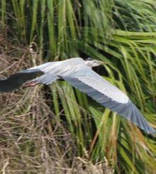 blue heron flying