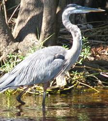 blue heron