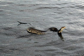 Cottonmouth Water Moccasin Airboat Rides and Nature Tour Airboat Rides Melbourne
