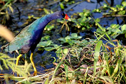 Gallinule Bird and Nest - See beautiful birds on our airboat tours