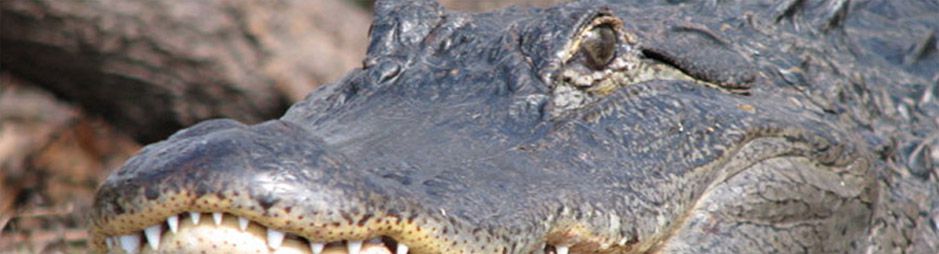 See alligators on our tours