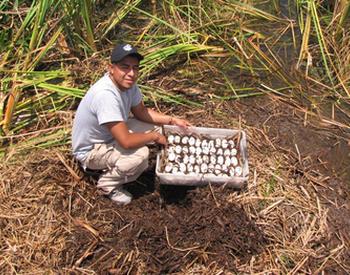 Gator Egg Collecting