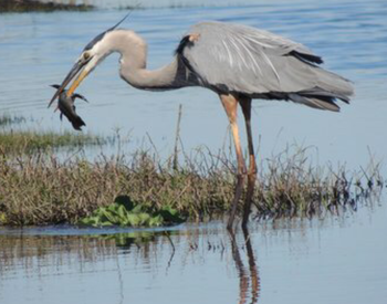 Blue Heron eating fish