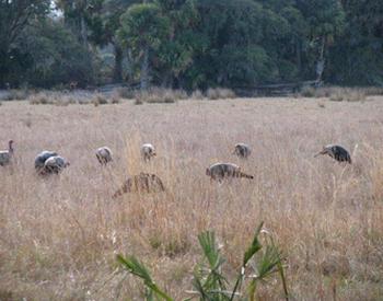 Wild Turkeys