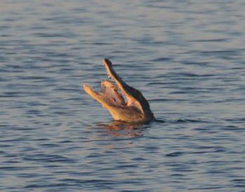 Dinner Time..gator eating fish.