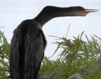 Anhinga