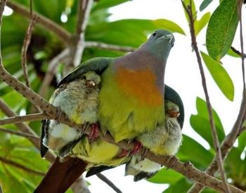 Orange Breasted Green Pigeon