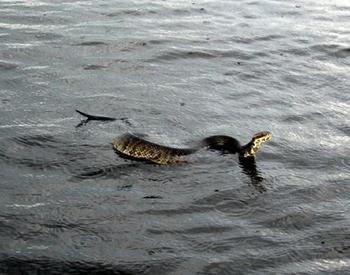 Florida Cottonmouth