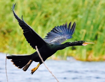 Anhinga taking fllight!