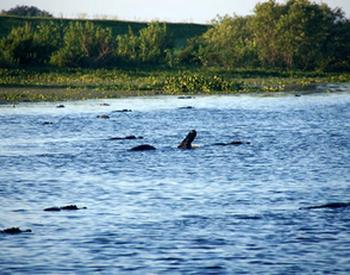 Gator Country (counted 73 alligators around the boat)