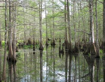 Cypress Forest