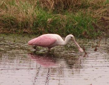 Beautiful Spoonbill