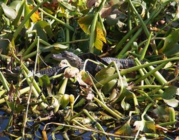 Gator Hatchlings