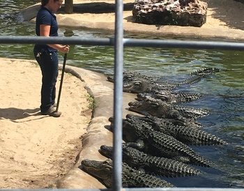 Bass Pro Shops feeding their gators!