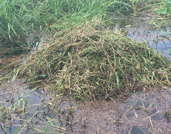 Gator nest