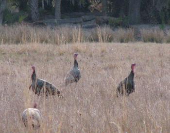 Wild Turkeys