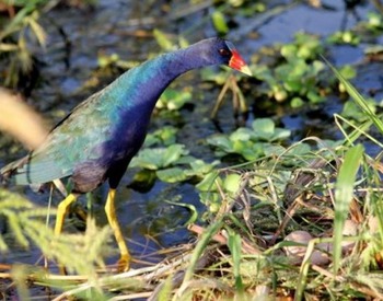 Purple Gallinule