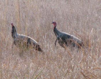 Wild Turkeys