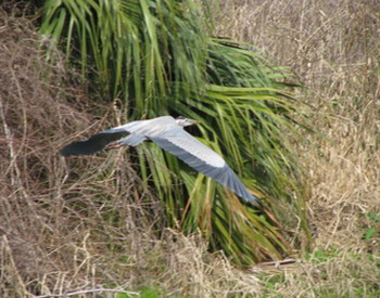 Great Blue Heron