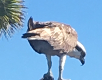 Osprey