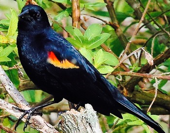 Beautiful Red Winged Black Bird