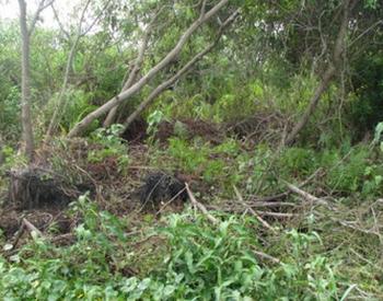 Gator Nest