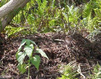 Gator Nest