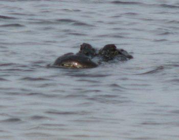 Alligator cruising!