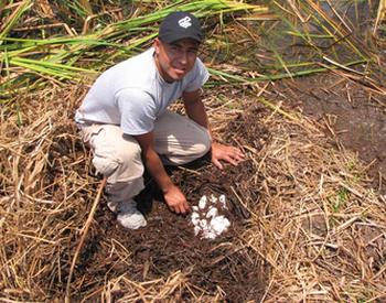 Gator Eggs in nest