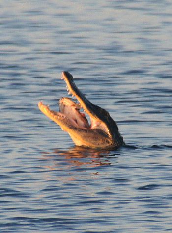 What to expect on an Airboat Ride