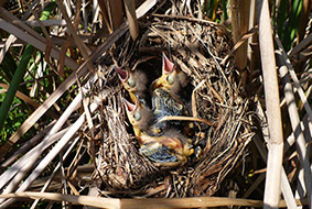 Baby Grackles Seen on Airboat Ride and Tour Airboat Rides Melbourne