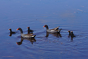 Muscovy Duck